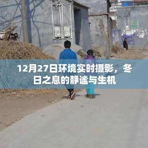 12月27日环境摄影，冬日的静谧与生机