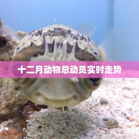 十二月动物总动员动态解析