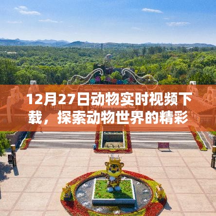 动物实时视频下载，探索精彩动物世界