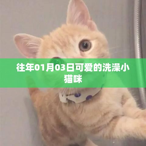 可爱洗澡小猫咪的温馨瞬间（实拍记录）