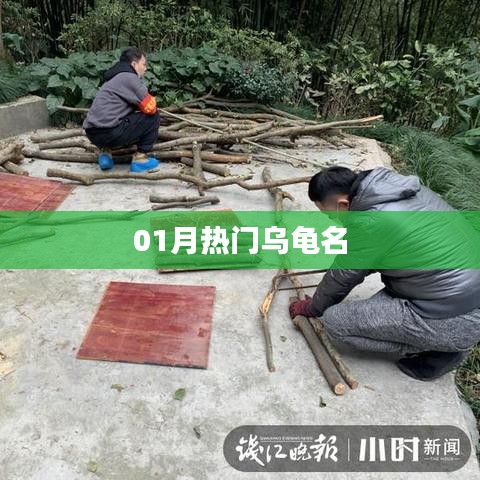 一月热门乌龟名字盘点