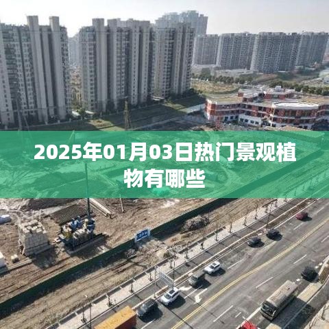 『2025年热门景观植物盘点』