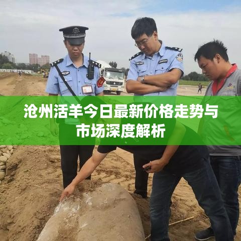 沧州活羊今日最新价格走势与市场深度解析