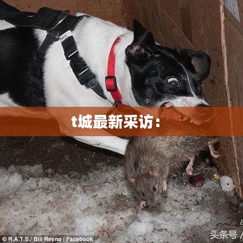 t城最新采访： 