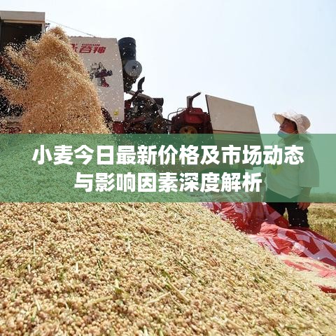 小麦今日最新价格及市场动态与影响因素深度解析