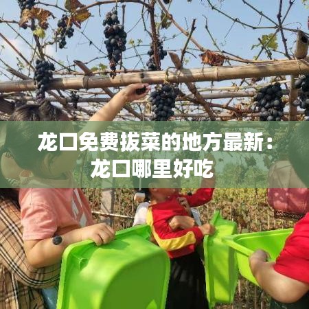 龙口免费拔菜的地方最新：龙口哪里好吃 