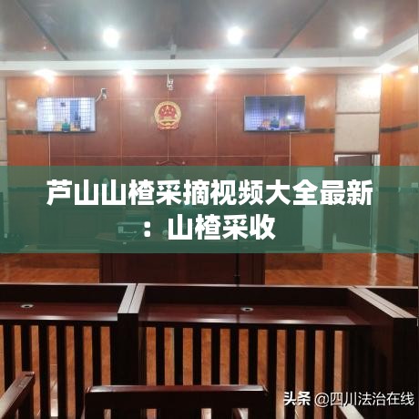 芦山山楂采摘视频大全最新：山楂采收 