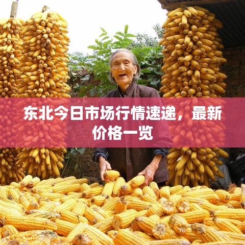 东北今日市场行情速递，最新价格一览