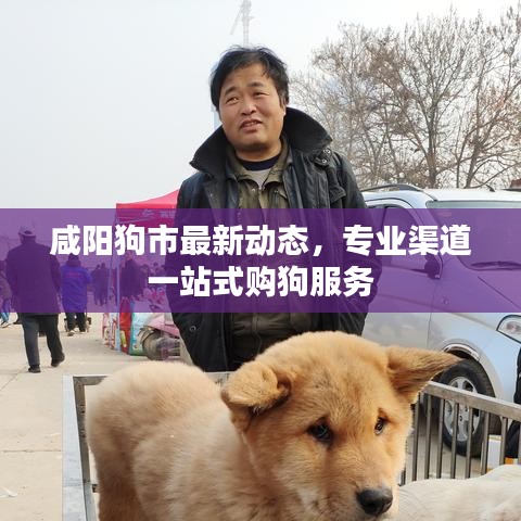咸阳狗市最新动态，专业渠道一站式购狗服务