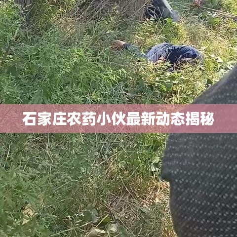 石家庄农药小伙最新动态揭秘