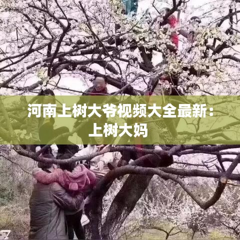 河南上树大爷视频大全最新：上树大妈 