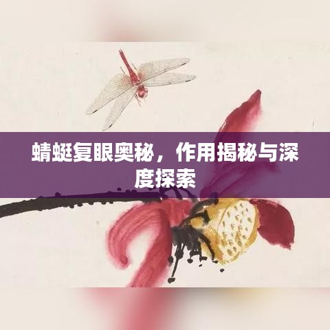 蜻蜓复眼奥秘，作用揭秘与深度探索