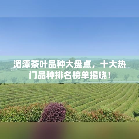 湄潭茶叶品种大盘点，十大热门品种排名榜单揭晓！