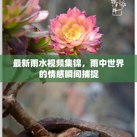 最新雨水视频集锦，雨中世界的情感瞬间捕捉