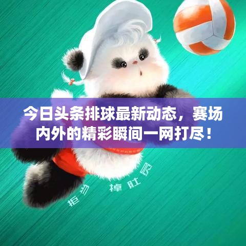 今日头条排球最新动态，赛场内外的精彩瞬间一网打尽！