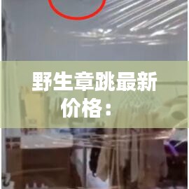 野生章跳最新价格： 