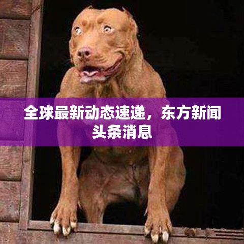全球最新动态速递，东方新闻头条消息