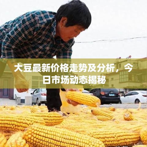 大豆最新价格走势及分析，今日市场动态揭秘