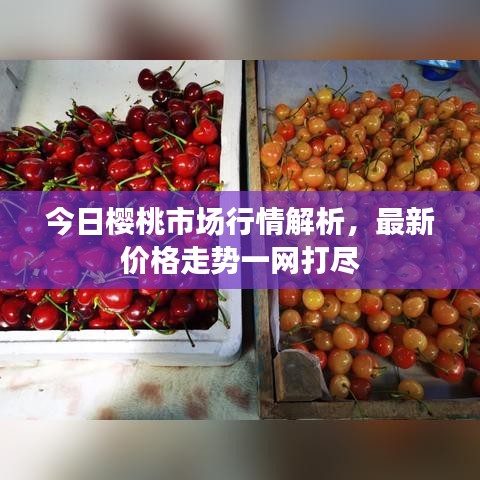 今日樱桃市场行情解析，最新价格走势一网打尽