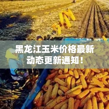 黑龙江玉米价格最新动态更新通知！