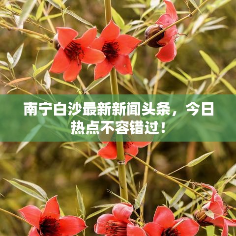 南宁白沙最新新闻头条，今日热点不容错过！