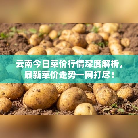云南今日菜价行情深度解析，最新菜价走势一网打尽！