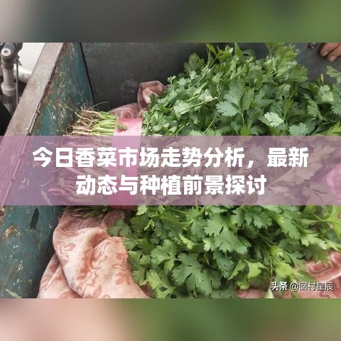 今日香菜市场走势分析，最新动态与种植前景探讨