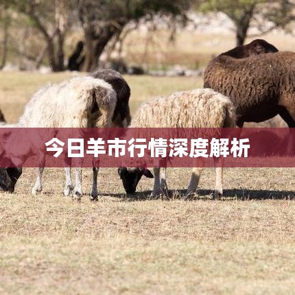 今日羊市行情深度解析