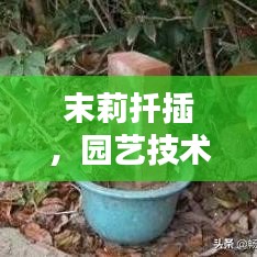 末莉扦插，园艺技术的实战探索