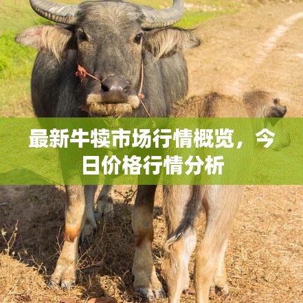 最新牛犊市场行情概览，今日价格行情分析