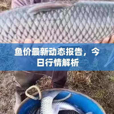 鱼价最新动态报告，今日行情解析