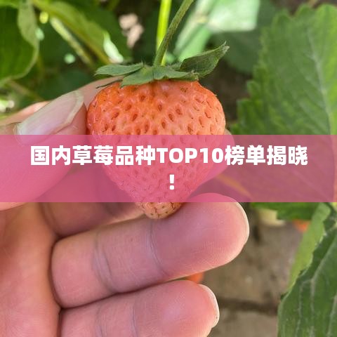 国内草莓品种TOP10榜单揭晓！