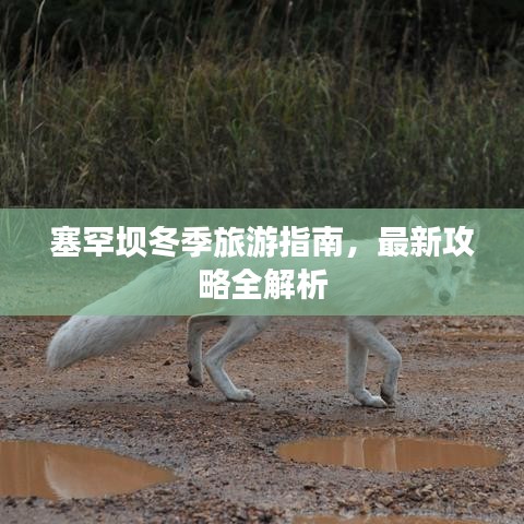 塞罕坝冬季旅游指南，最新攻略全解析