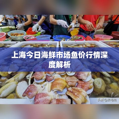 上海今日海鲜市场鱼价行情深度解析