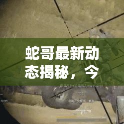 蛇哥最新动态揭秘，今日视频独家爆料