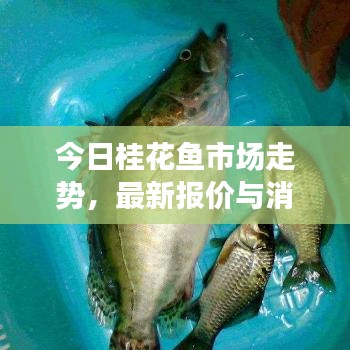 今日桂花鱼市场走势，最新报价与消费者关注焦点解析