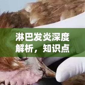 淋巴发炎深度解析，知识点一网打尽