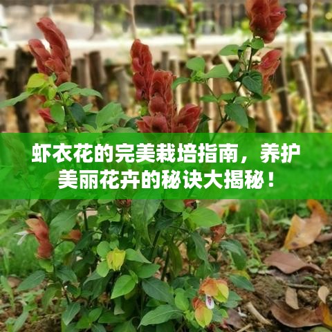 虾衣花的完美栽培指南，养护美丽花卉的秘诀大揭秘！