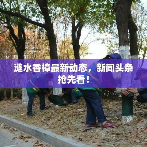 涟水香樟最新动态，新闻头条抢先看！