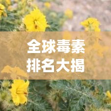 全球毒素排名大揭秘，如何了解并预防毒素对健康的威胁