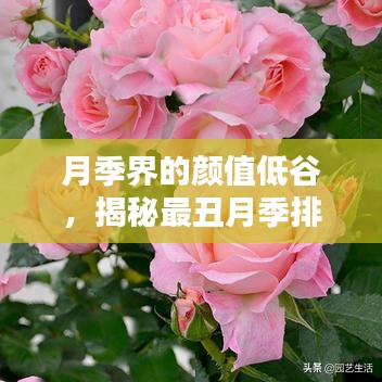 月季界的颜值低谷，揭秘最丑月季排名前十名！