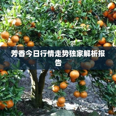 芳香今日行情走势独家解析报告