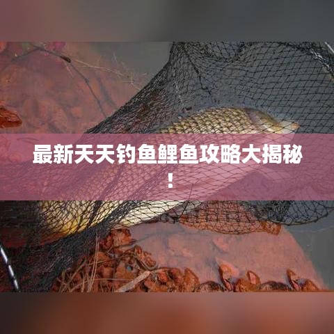 最新天天钓鱼鲤鱼攻略大揭秘！