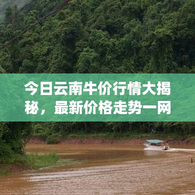 今日云南牛价行情大揭秘，最新价格走势一网打尽！