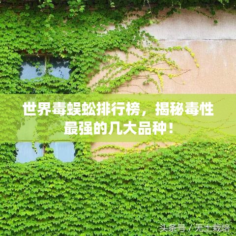 世界毒蜈蚣排行榜，揭秘毒性最强的几大品种！