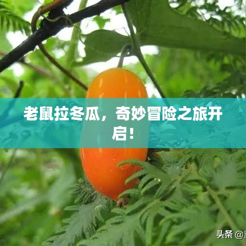 老鼠拉冬瓜，奇妙冒险之旅开启！