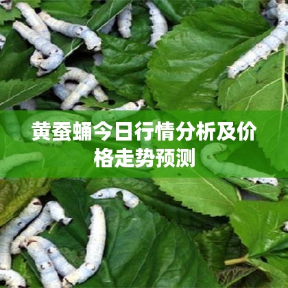 黄蚕蛹今日行情分析及价格走势预测