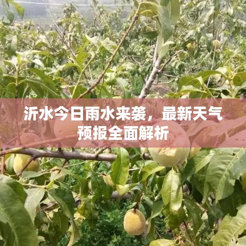 沂水今日雨水来袭，最新天气预报全面解析