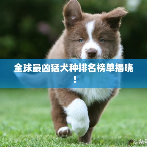 全球最凶猛犬种排名榜单揭晓！