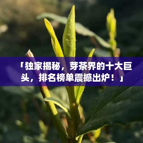 「独家揭秘，芽茶界的十大巨头，排名榜单震撼出炉！」